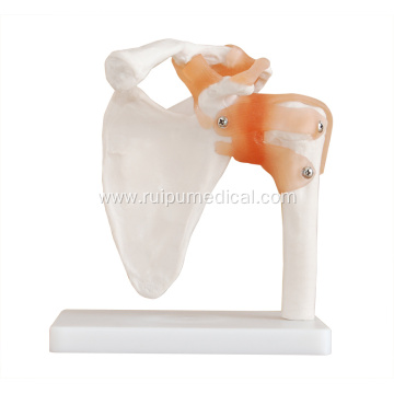 Medical Life-Size Shoulder Joint